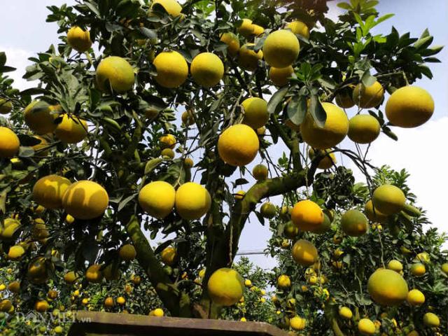 Thị trường - Tiêu dùng - Làm cây Tết 2019 trong vườn "cổ mộ", lão nông bất ngờ kiếm tiền tỷ