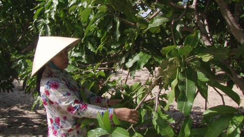 Nông dân Bình Thuận thất thu vụ xoài Tết - 1