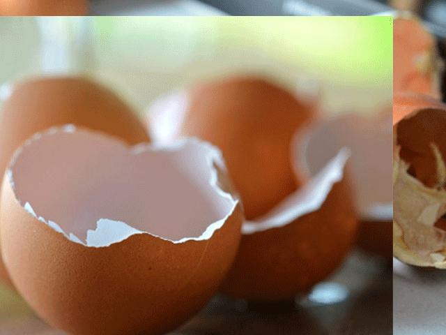 Media - Những lợi ích tuyệt vời từ vỏ trứng không nên bỏ qua
