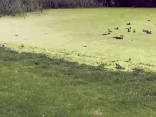 Tranh vui - Khoảnh khắc động vật "ngáo ngơ" khiến con sen ngã ngửa