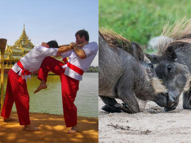 Thể thao - Tuyệt học võ lợn: "Chấp" cường địch ra đòn hiểm, xâm nhập phương Tây