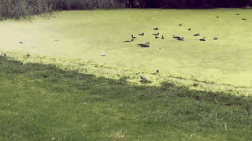 Khoảnh khắc động vật "ngáo ngơ" khiến con sen ngã ngửa - 3