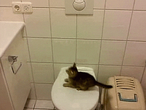 Khoảnh khắc động vật "ngáo ngơ" khiến con sen ngã ngửa - 9