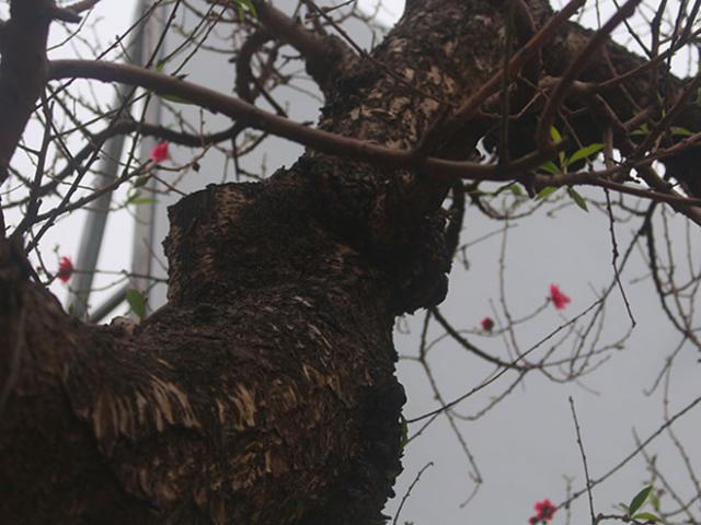 Đào rừng thân mục giá hơn trăm triệu hút khách