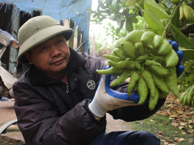 Thị trường - Tiêu dùng - Đặc sản Tết: Vào vựa phật thủ lớn nhất miền Bắc, tư thương "cân" cả vườn