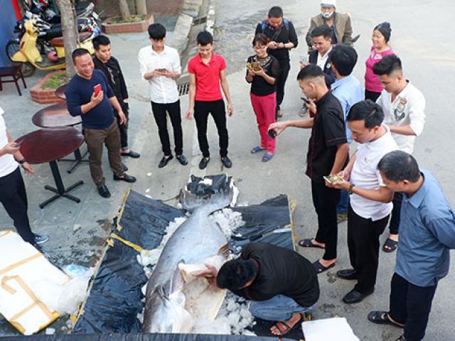 Tin tức trong ngày - Nóng 24h qua: Con cá tra dầu khổng lồ xuất hiện ở Lào Cai, cả chục người mới khênh được