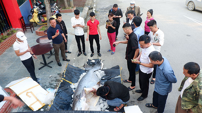 Nóng 24h qua: Con cá tra dầu khổng lồ xuất hiện ở Lào Cai, cả chục người mới khênh được - 1