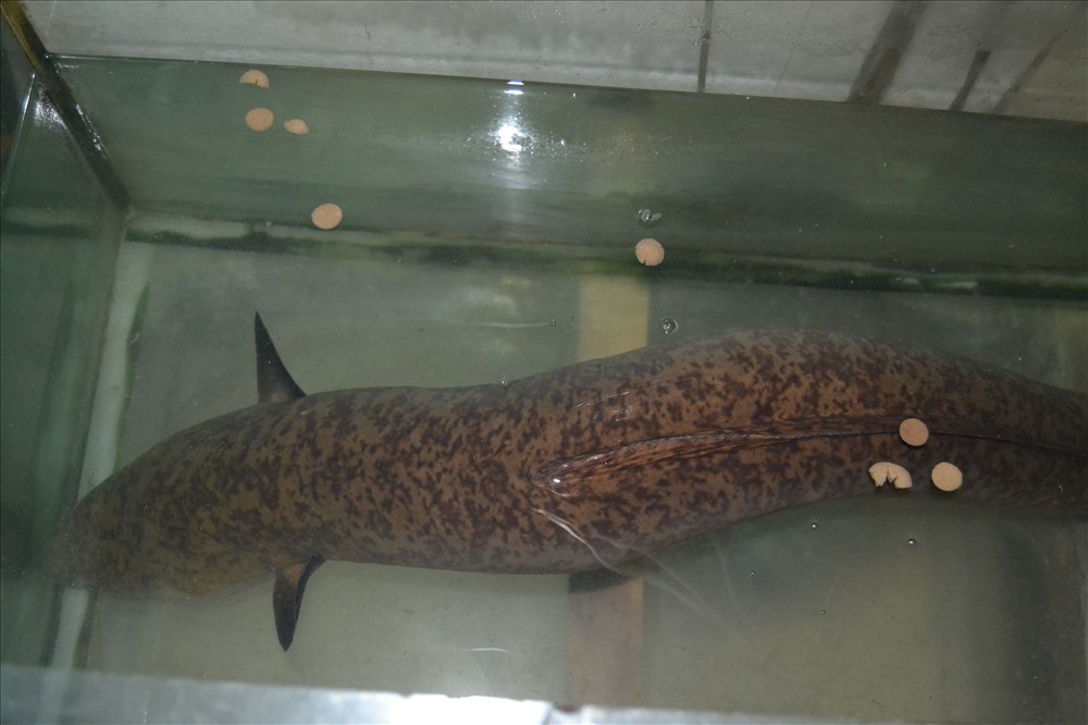 Ngư dân bắt được cá chình nặng hơn 10kg, dài 1,6m trên Sông Lam - 3