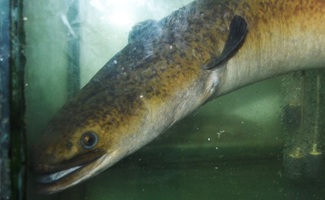 Ngư dân bắt được cá chình nặng hơn 10kg, dài 1,6m trên Sông Lam - 1