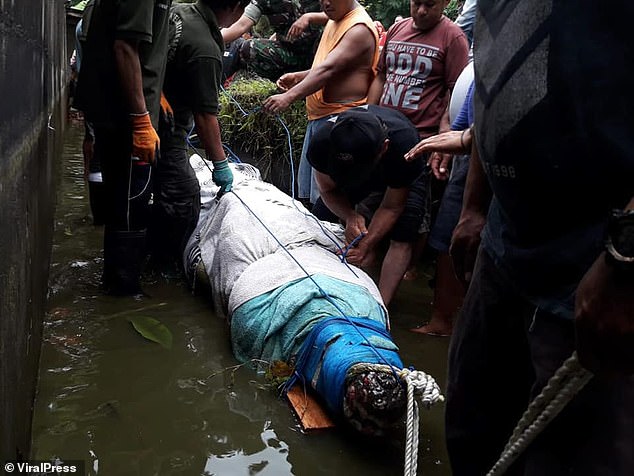 Cá sấu khổng lồ nhảy cao chưa từng thấy đớp người ăn thịt ở Indonesia - 4