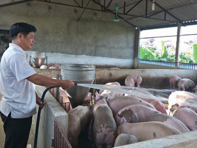 Thị trường - Tiêu dùng - Gần Tết giá lợn hơi tăng vọt, tư thương đánh xe tải bắt cả đàn