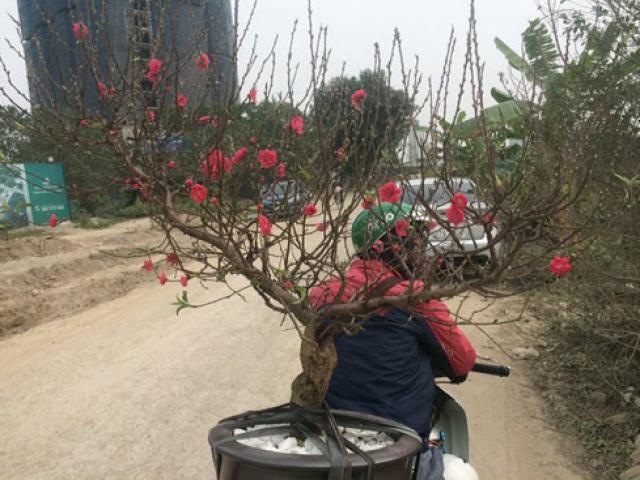 Thị trường - Tiêu dùng - Đánh gốc, vận chuyển đào - quất thuê, kiếm tiền triệu mỗi ngày