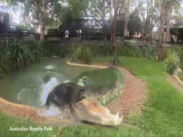 Thế giới - Xem cá sấu “khủng” dài 5m, nặng 9 tạ nghiền nát xương trong chớp nhoáng