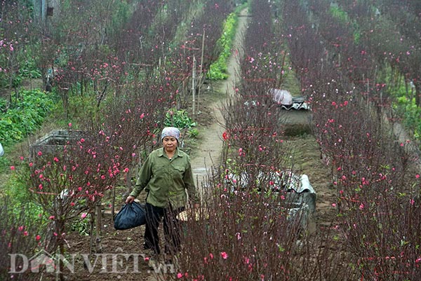 Clip: Bạch đào hiếm có nổi bật giữa làng hoa Nhật Tân rực sắc hồng - 1