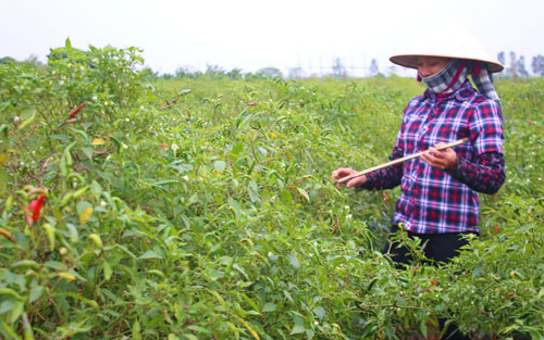 Thái Bình: Nhà nông “ngậm đắng nuốt cay” do ớt rớt giá - 1