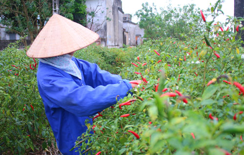 Thái Bình: Nhà nông “ngậm đắng nuốt cay” do ớt rớt giá - 3