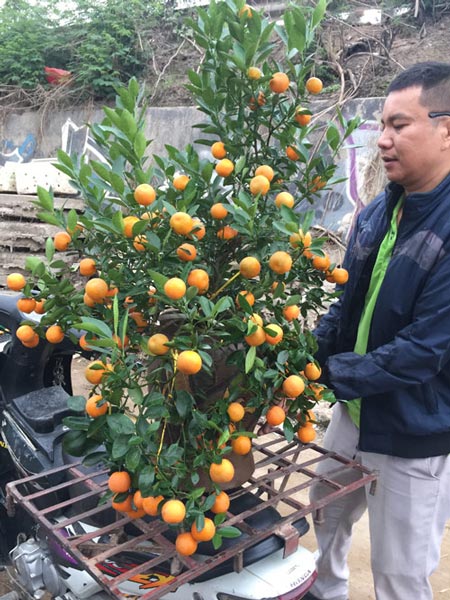 Đánh gốc, vận chuyển đào - quất thuê, kiếm tiền triệu mỗi ngày - 2