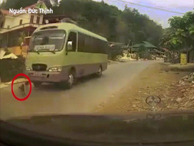 Bạn trẻ - Cuộc sống - Clip: Chú chó thoát chết  không tưởng khi cuốn dưới gầm xe khách