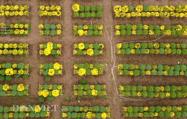 Để tạo sự khác lạ trong khung cảnh chụp ảnh đón Tết năm nay, một chủ vườn hoa ở Thạch Cầu (Long Biên, Hà Nội) đã nhập hơn 1.000 chậu cúc mâm xôi từ Đồng Tháp về trồng và chăm sóc.