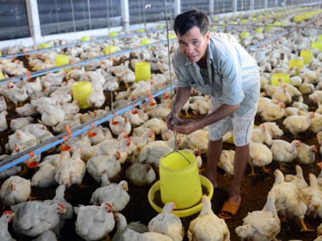 Thị trường - Tiêu dùng - Thực hư giá gà tăng cao bất ngờ nhờ Campuchia "ăn hàng" mạnh?