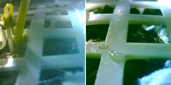 TQ nêu lý do mầm cây nảy trên Mặt trăng buộc phải chết ngay trong đêm - 1