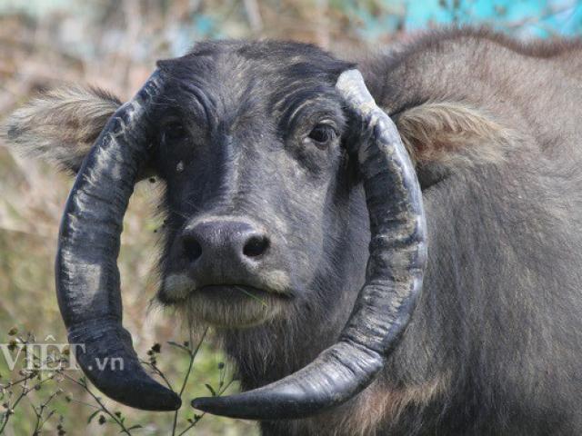 Tin tức trong ngày - Trâu có cặp sừng "chỉ địa" kỳ lạ, bao nhiêu tiền chủ cũng không bán