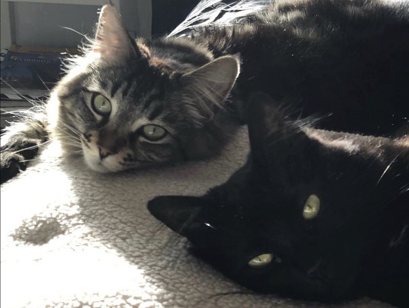 Hai chú mèo được ở căn hộ thuê riêng 1.500 đô mỗi tháng - 1