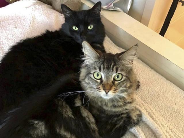 Phi thường - kỳ quặc - Hai chú mèo được ở căn hộ thuê riêng 1.500 đô mỗi tháng