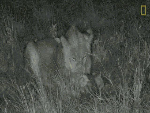 Thế giới - Bị sư tử tấn công, tê tê nằm im vẫn "thắng"