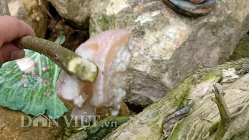 Ly kỳ chuyện săn loài nòng nọc &#34;khổng lồ&#34; trên đỉnh mây mù - 6