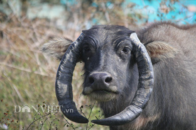 Trâu có cặp sừng "chỉ địa" kỳ lạ, bao nhiêu tiền chủ cũng không bán - 2