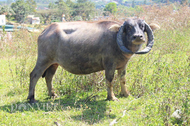 Trâu có cặp sừng "chỉ địa" kỳ lạ, bao nhiêu tiền chủ cũng không bán - 3