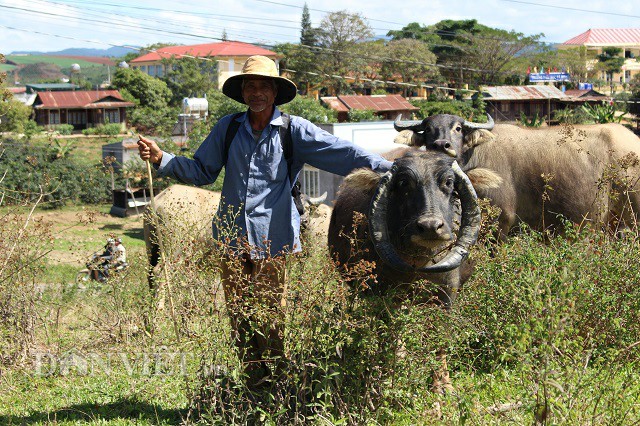 Trâu có cặp sừng "chỉ địa" kỳ lạ, bao nhiêu tiền chủ cũng không bán - 4