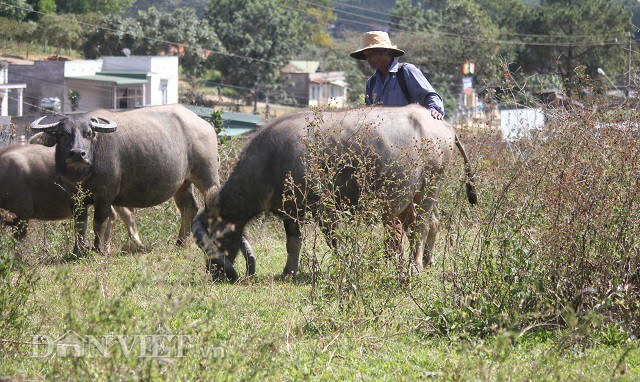 Trâu có cặp sừng "chỉ địa" kỳ lạ, bao nhiêu tiền chủ cũng không bán - 7