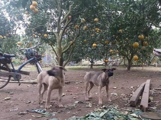 Thị trường - Tiêu dùng - Thả chó, rào tường, lắp camera canh trộm bưởi Diễn