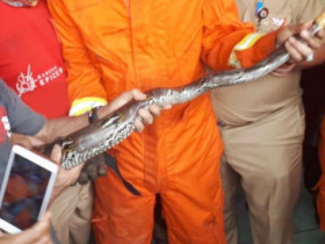 Phi thường - kỳ quặc - Ổ trăn 16 con “xâm chiếm” ống nước nhà dân