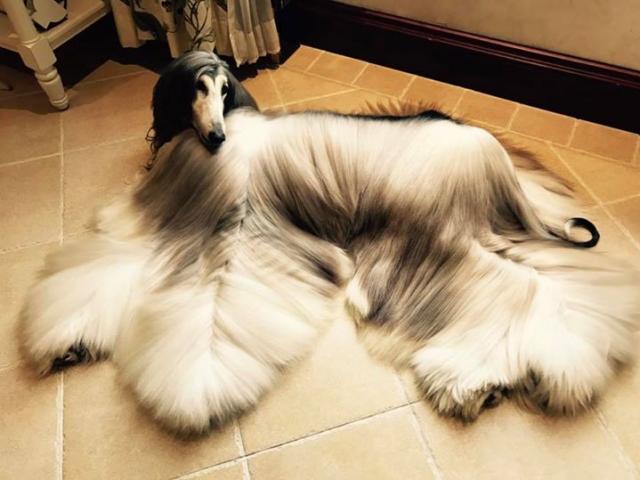 Phi thường - kỳ quặc - Chú chó săn có bộ lông dài cả mét ấn tượng, mềm mại như nhung