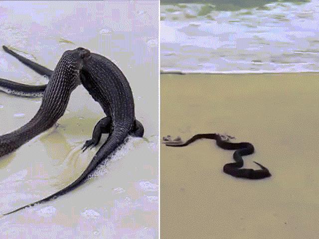 Kinh dị cảnh rắn độc ăn thịt thằn lằn khổng lồ giữa bãi biển