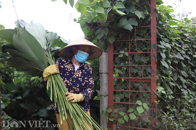 &#34;Lá dong trồng dễ nhưng quá trình chăm sóc khá tốn công sức, quan trọng hơn là việc bón phân, tưới nước phải đúng thời điểm để có lá đẹp phục vụ dịp tết. Nghề trồng lá dong được truyền từ đời này sang đời khác nên không ai nhớ có từ khi nào&#34;, bà Hà Thị Thinh cho biết.
