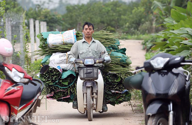 "Hàng năm đều có người vào tận vườn của gia đình đặt lá mang đi Đức, Mỹ để phục vụ kiều bào ở Việt Nam gói bánh chưng đón tết", một người dân thôn Tràng Cát nói.
