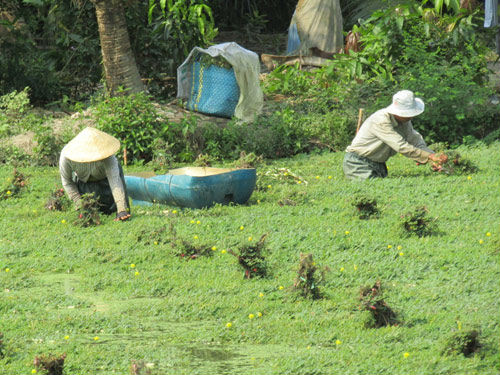 Quanh năm bán loại rau mọc đầy quanh ao, U50 thành tỷ phú ở Trà Ôn - 2