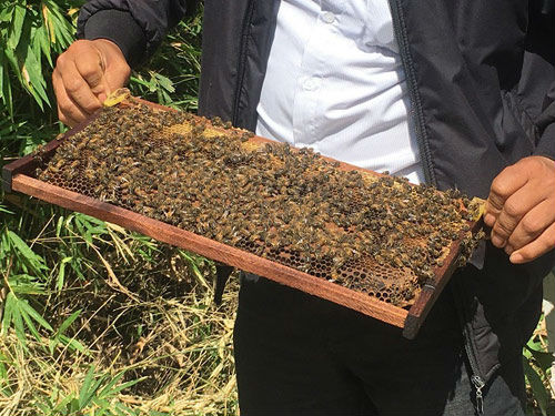 Vắt mật ong ngoại bán kiếm hàng trăm triệu đồng - 1