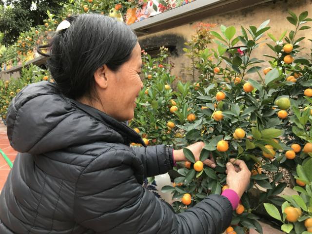 Thị trường - Tiêu dùng - Sáng tạo ra loại quất "bất thường", khách trả cao gấp 3 lần vẫn không chịu bán