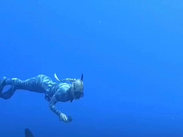 Media - Phát hiện cá mập trắng lớn nhất thế giới ngoài khơi biển Hawaii