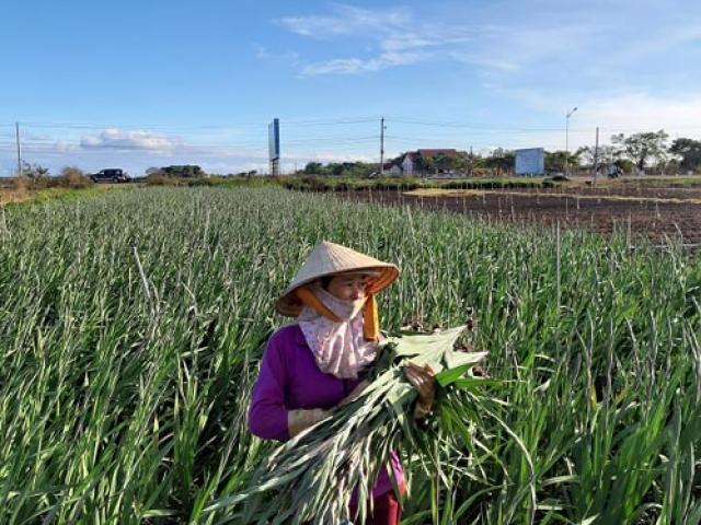 Thị trường - Tiêu dùng - Hoa Tết: Chua chát vì lay ơn rớt giá thảm, nhà vườn lỗ... "chổng vó"