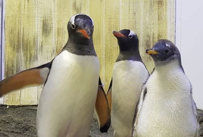 Cặp chim cánh cụt đồng tính gây sốt ở Úc có con gái - 1