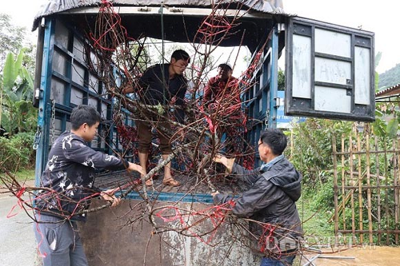 Tận diệt... đào rừng, còn đâu bản sắc xuân Tây Bắc? - 1