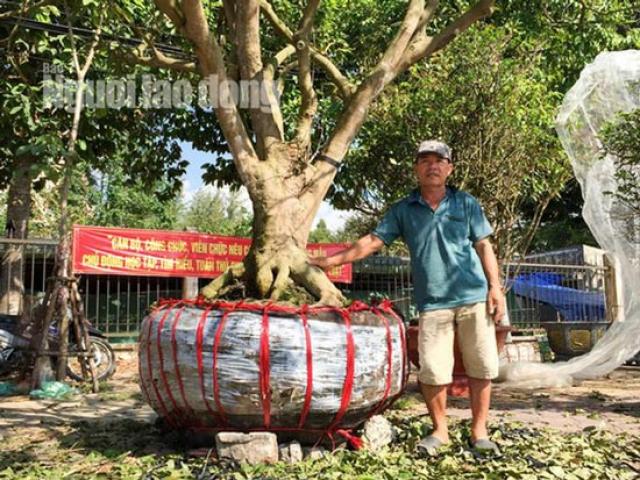 Thị trường - Tiêu dùng - Phát mê với “cụ” mai trăm tuổi giá 3 tỉ đồng