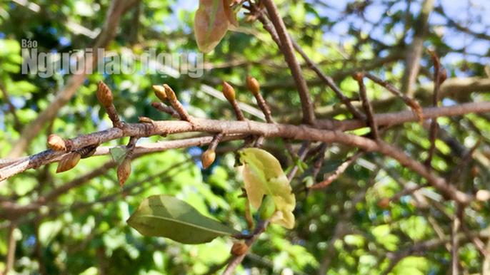 Phát mê với “cụ” mai trăm tuổi giá 3 tỉ đồng - 2