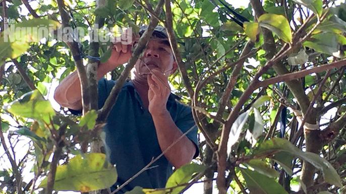 Phát mê với “cụ” mai trăm tuổi giá 3 tỉ đồng - 3